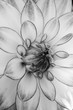 © Dawn - Black and white Dahlia