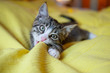 Süße junge Katze, Kitten, verspielt auf dem Bett