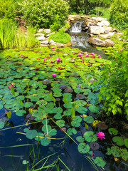 Wall Mural - water lilies in the pond