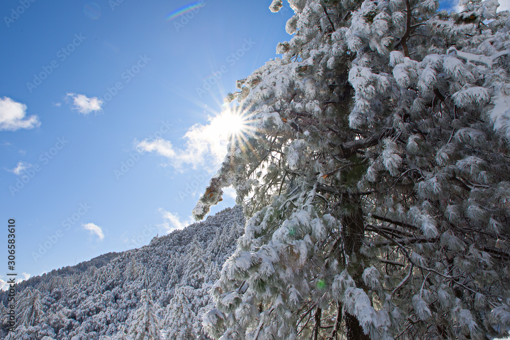 Winter Wonderland - Trees covered in snow los angeles Stock Photo ...