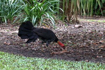 Poster - australian bush turkey