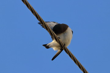 Wall Mural - wood swallow