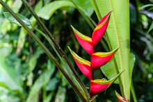 Heliconia Tropical Red Flower