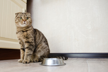 Wall Mural - Hungry funny cat looking and waiting for food