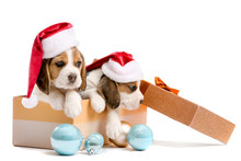 Cute Beagle Puppies With Santa Hats In Gift Box On White Background