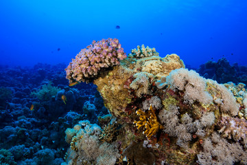 Coral Reef at the Red Sea, Egypt