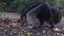 Closeup Of A Giant Ant Eater Looking For Food, Vulnerable Tropical Animal Specie From South America
