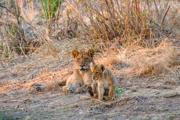 Wall Mural - lioness resting in the early morning with her cub in the grass as the sun rises