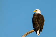 Bald Eagle Perched On Branch