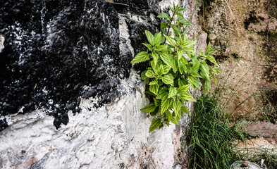 stinging-nettle growing on a wall