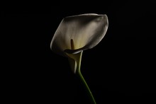 Calla Lily With Black Background And Dramatic Light Close Up