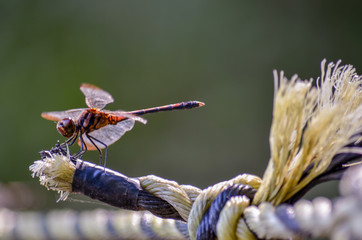 dragonfly on rope