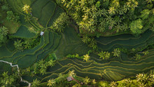 Lush Green Rice Terrace Field With Palm Tree And Rain Forest Tropical Jungle Plantation