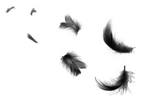 Beautiful Black Swan Feathers Floating In Air Isolated On White Background