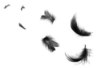 Wall Mural - Beautiful black swan feathers floating in air isolated on white background