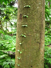 Poster - Royal Botanical Gardens, Kandy, Sri Lanka