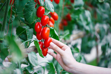 Wall Mural - woman hand picking ripe red cherry tomatoes in green house farm