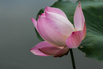 Pink lotus flower. The background is the lotus leaf and  lotus bud in a pond. Beautiful sunlight and sunshine in the morning.