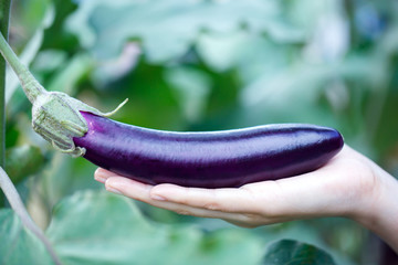 Wall Mural - woman hand picking ripe eggplants in a greenhouse garden farm