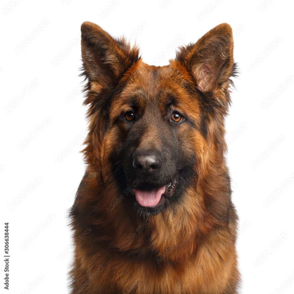 Portrait Of Longhaired Shepherd Dog Gazing On Isolated White