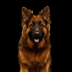 Wall Mural - Portrait of Longhaired Shepherd Dog Gazing on Isolated Black Background