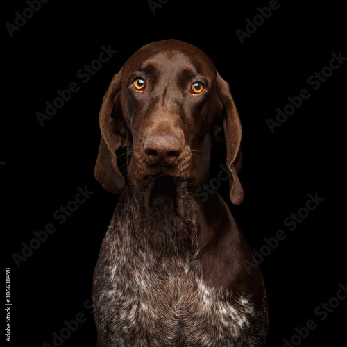 Funny Portrait Of German Shorthaired Pointer Dog Stare In Camera