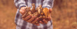 close up male hands holding gathered mushrooms, find in the forest