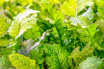 Wall Mural - top view of lots of fresh and healthy growing mustered green leaves  