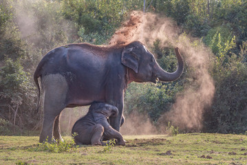 Elephant mom use dirt as sunscreen in Thailand.