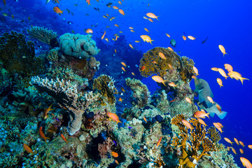 Coral Reef at the Red Sea, Egypt