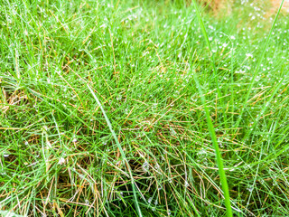 Wall Mural - fresh and healthy growing Johnson Grass green leaves with seeds in fields 