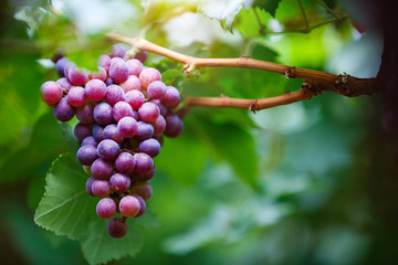 Close-up of bunches of ripe red grapes on the vine