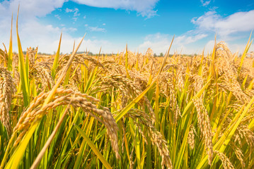 Under the blue sky and white clouds, the golden rice was heavy