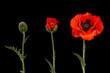 Poppy in three stages, from bud to blooming flower on a black background