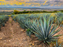Blue Agave Plant, Ready To Make Tequila