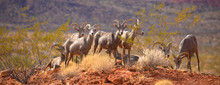 Wild Goats At The Desert, Valley Of Fire National Park, Nevada