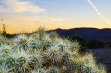 Beautiful Sunrise Dusk Dawn Sunset Over Desert With Cactus, Mountains, Valley And Nature And Cactus Cacti In National Park Joshua Tree Monument In California
