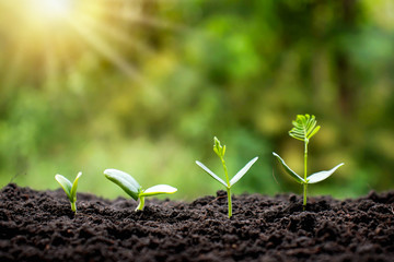 Poster - Small trees of different sizes on a green background, the concept of environmental stewardship and World Environment Day.