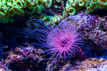 Flower Tube Sea Anemone In Closeup, Purple And Pink Neon Colors, Tropical Animal Specie From The Indo-pacific Ocean