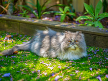 Cute Grey And White Persian Cat Lying On Green Grass In A Garden Space With Fallen Purple Flowering Around  