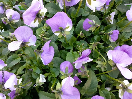 園芸店で咲いていた薄い紫色のビオラ Buy This Stock Photo And Explore Similar Images At Adobe Stock Adobe Stock