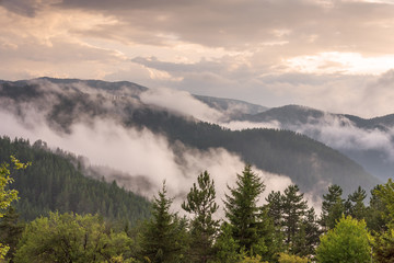  Fog in the forest at Bulgaria.