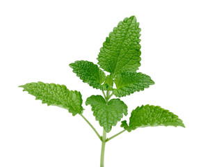 Sticker - Fresh lemon balm or melissa isolated