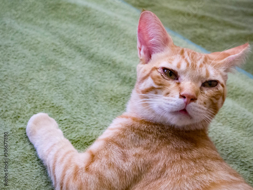 猫 アドビストックのデザイン かべいろ Com おしゃれ壁紙 猫 アドビストックのデザイン かべいろ Com おしゃれ壁紙