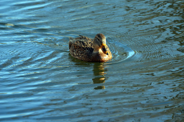 Wild ducks live on a lake in a residential area of ​​Kiev