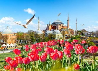 Poster - Tulips and Hagia Sophia