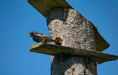 Common Starling with young birds standing on birdhouse