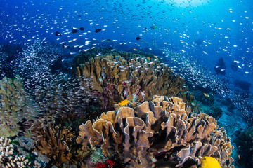 beautiful tropical coral reef at thailand's similan islands in the andaman sea