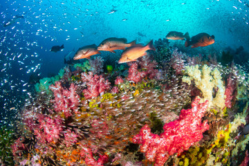 Wall Mural - Red Snapper on a colorful tropical coral reef in the Andaman Sea