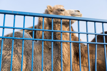 The zoo cage behind which the camel